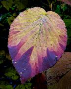 05 Viburnum 6754a